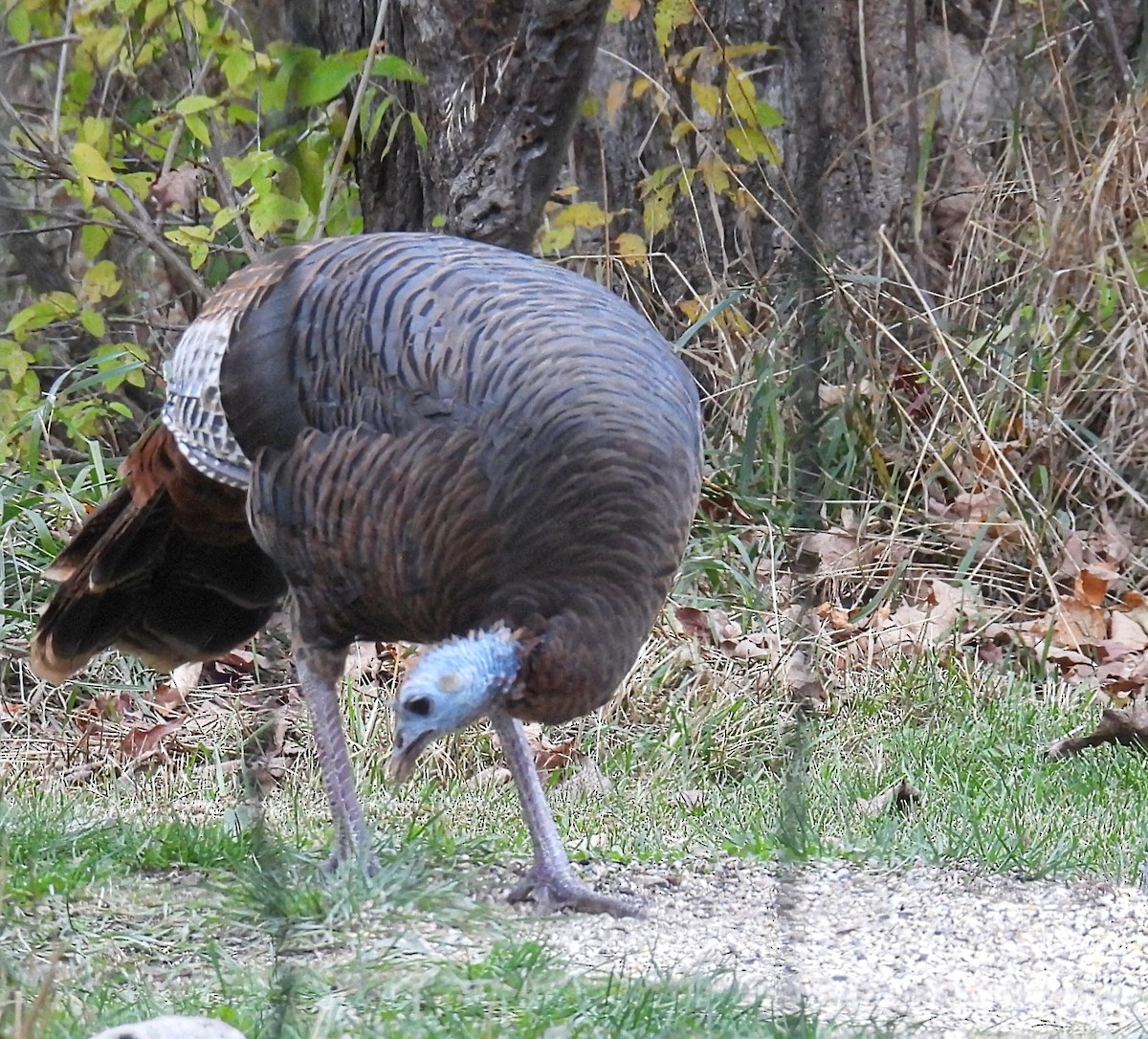 Індик великий - ML644782428