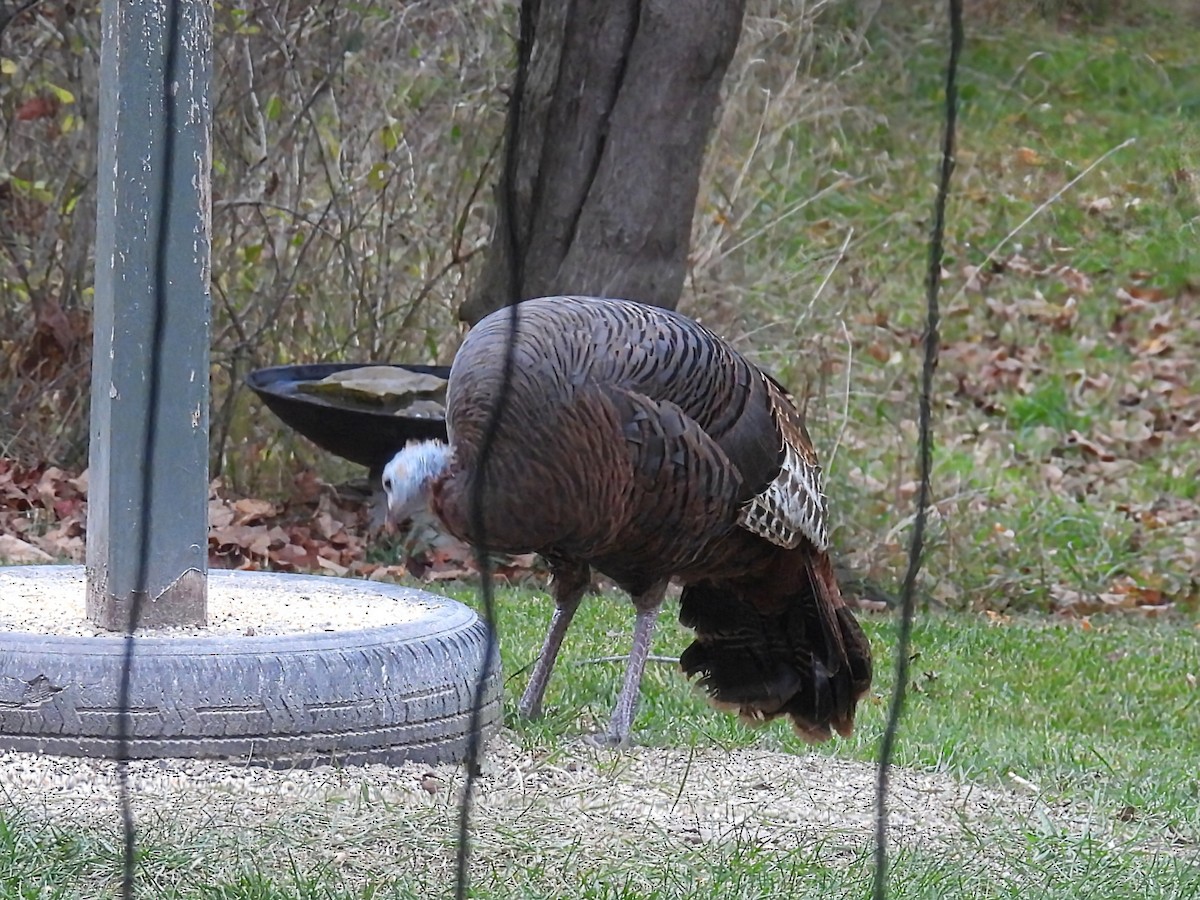 Індик великий - ML644782429