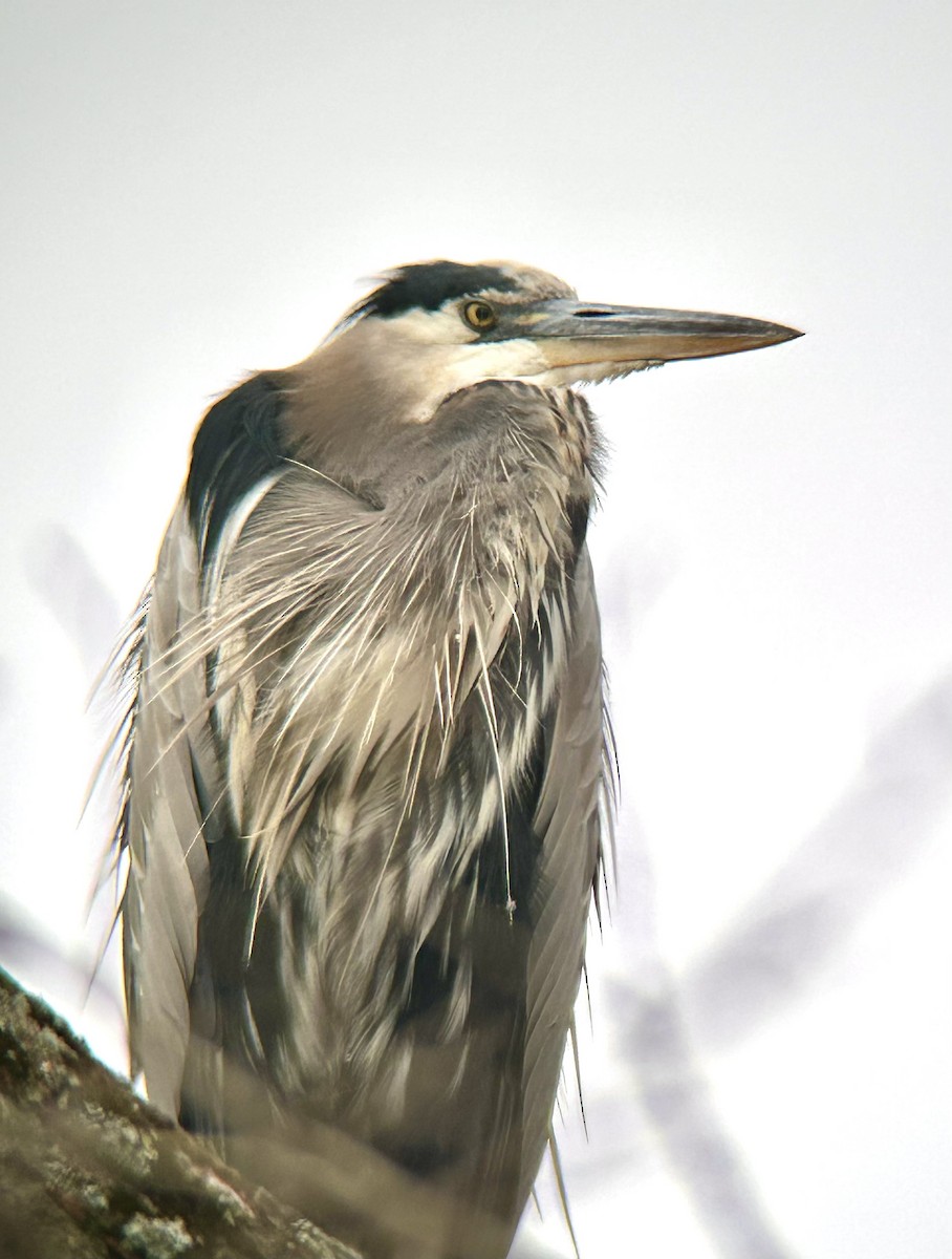 Чапля північна - ML644782430