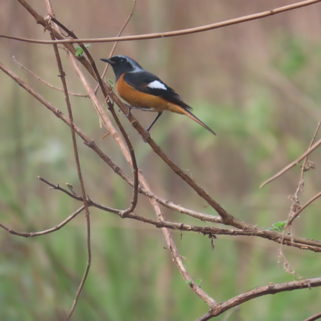 Горихвістка сибірська - ML644782432