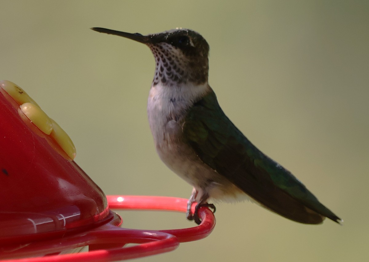 Колібрі рубіновогорлий - ML644782434