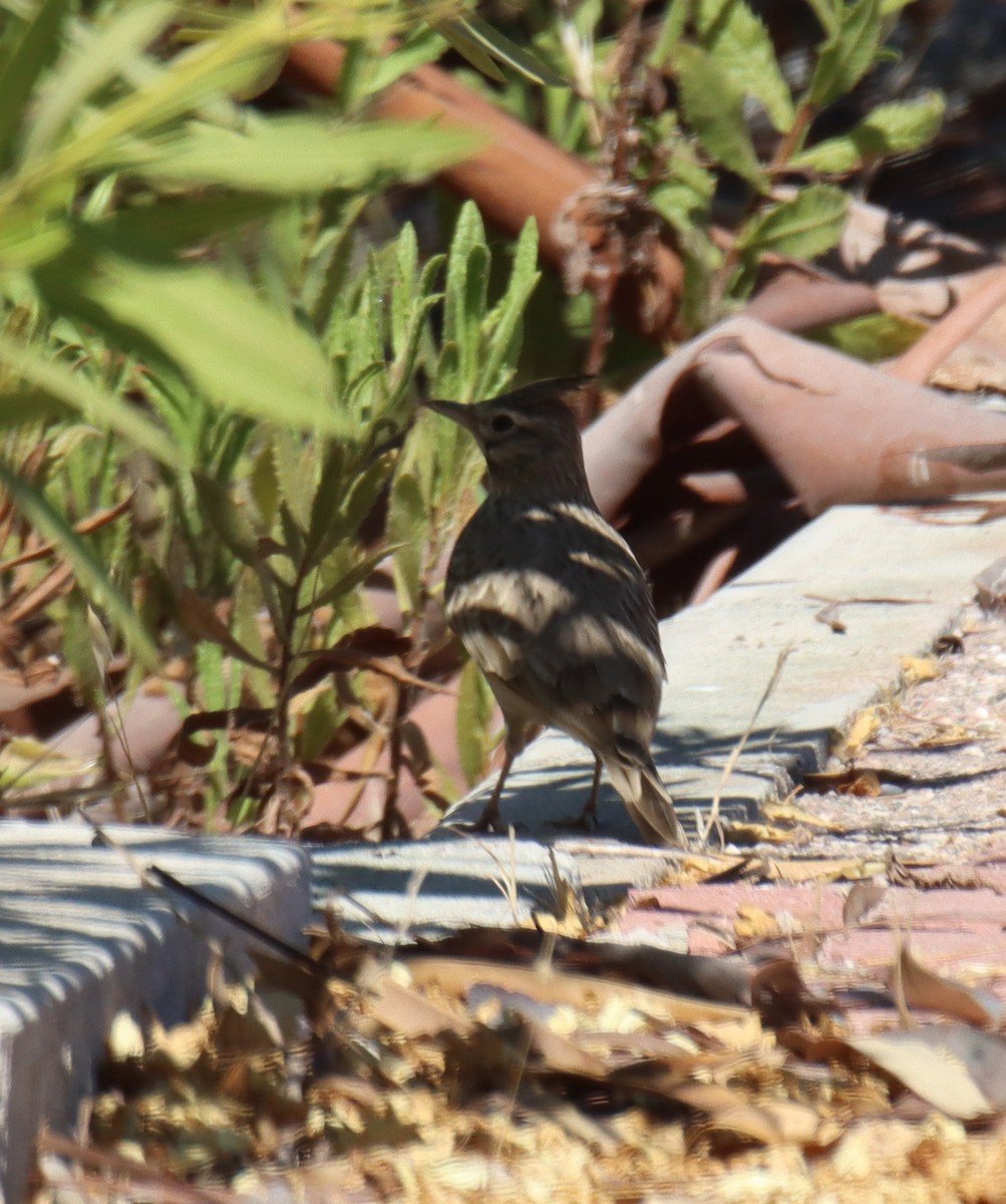 Посмітюха звичайна - ML644782435