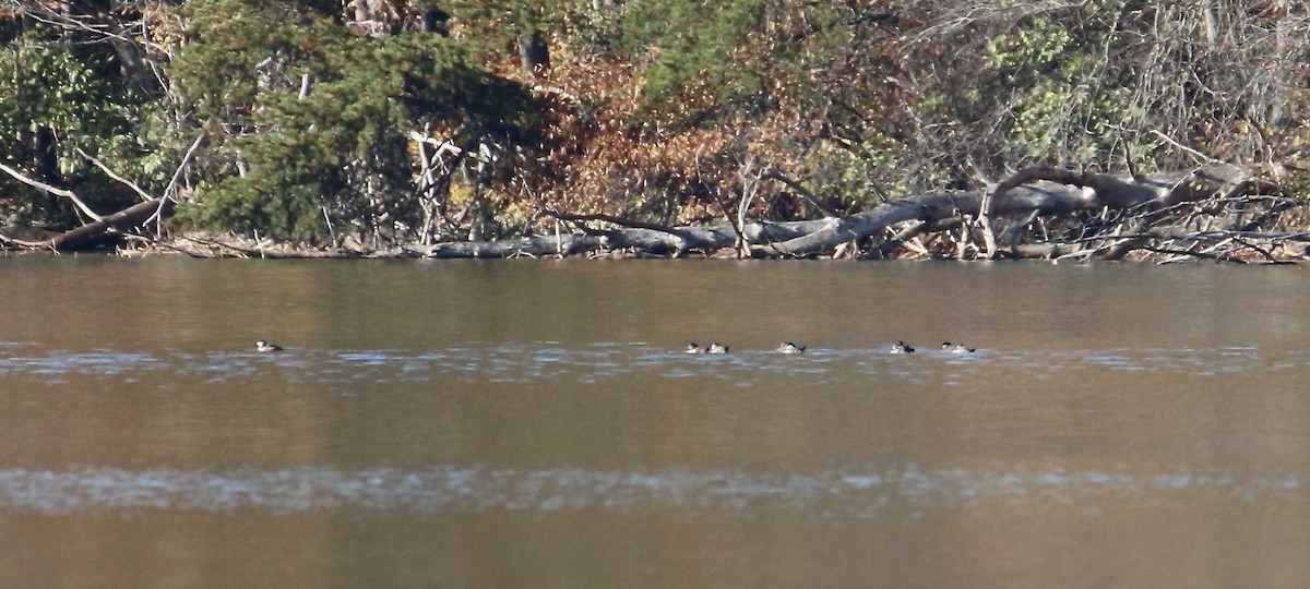 Савка американська - ML644782437