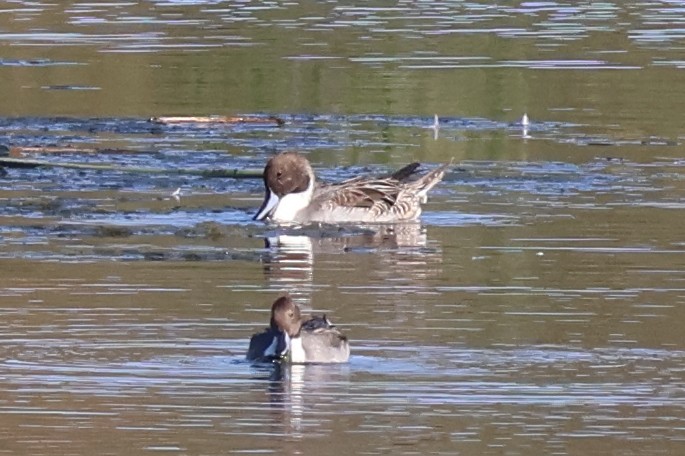 Шилохвіст північний - ML644782438