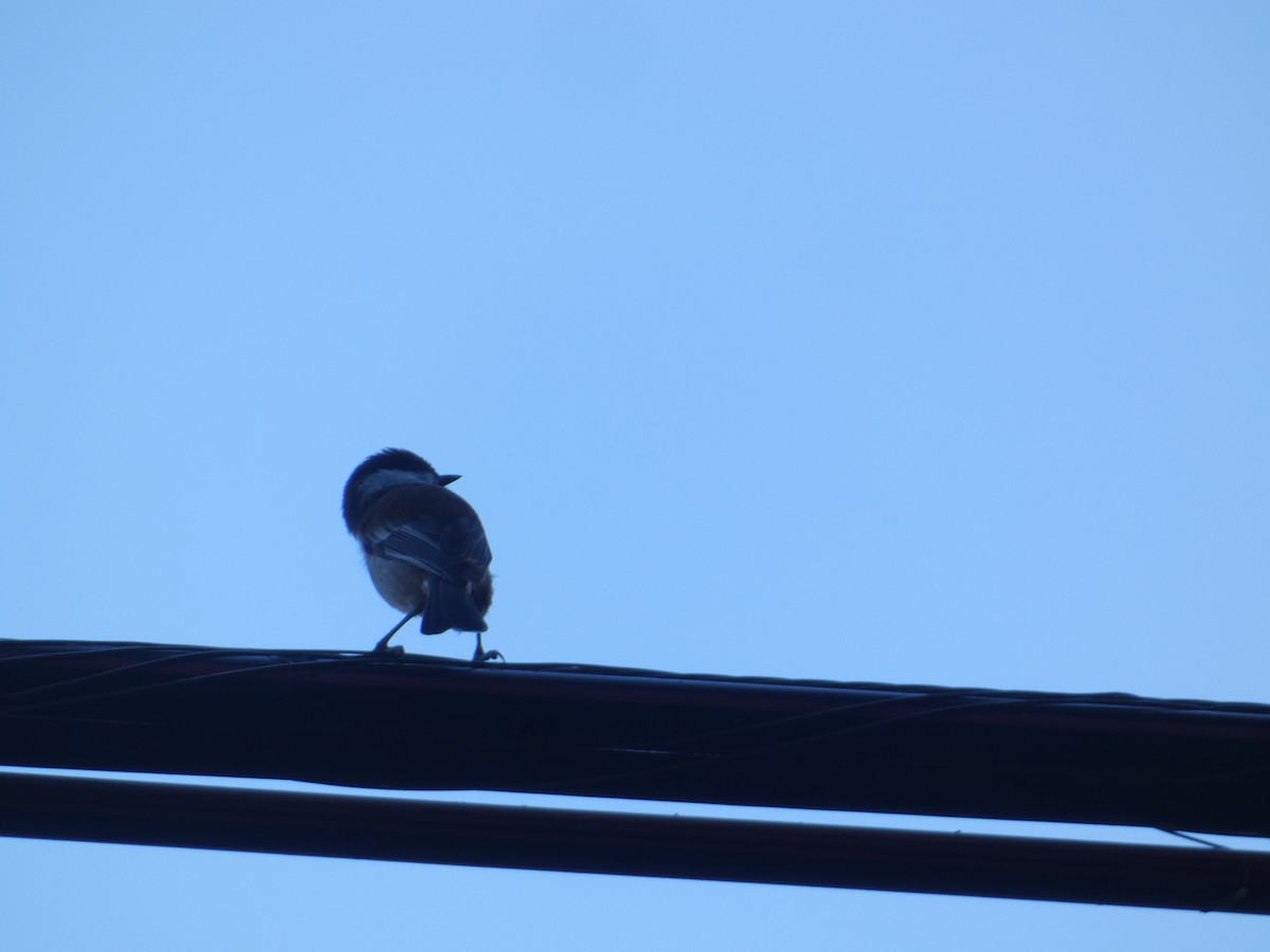 Гаїчка рудоспинна - ML644782439