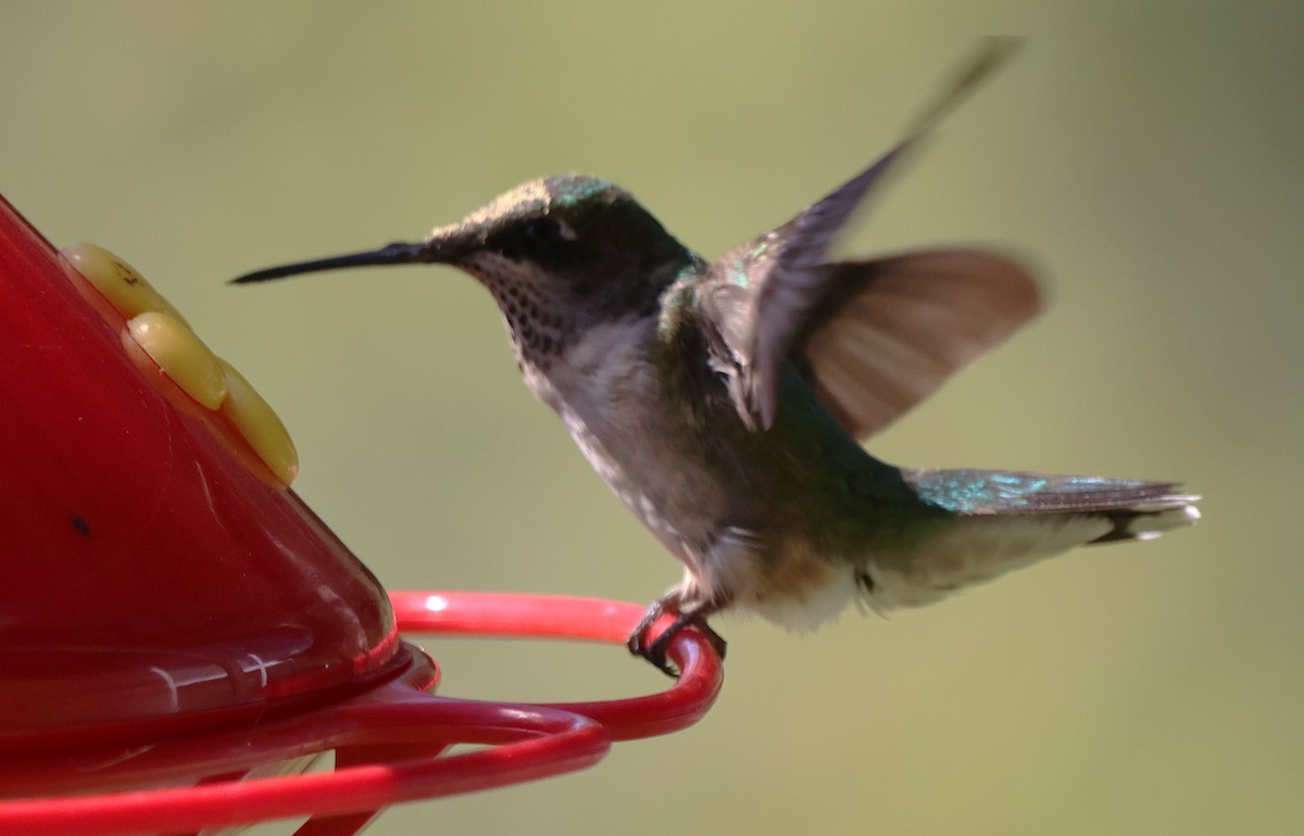 Колібрі рубіновогорлий - ML644782441