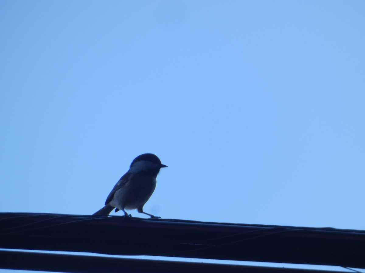 Гаїчка рудоспинна - ML644782444