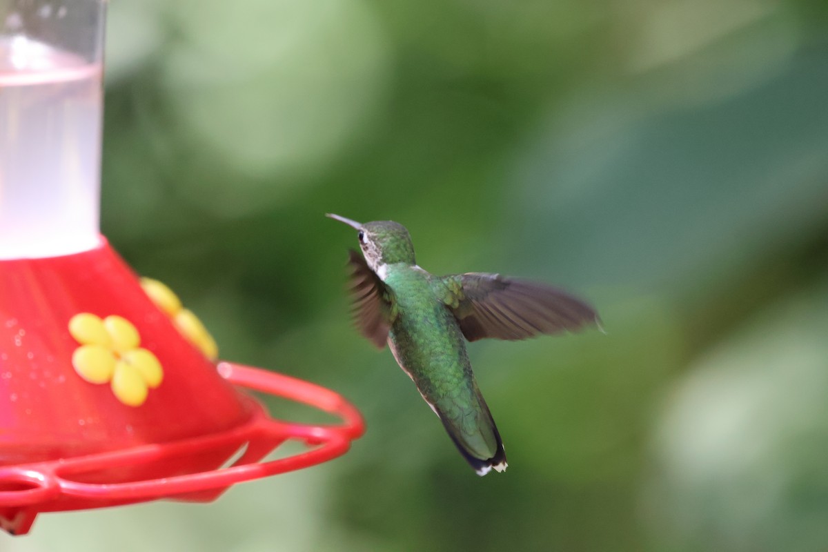 Амазилія юкатанська - ML644782447