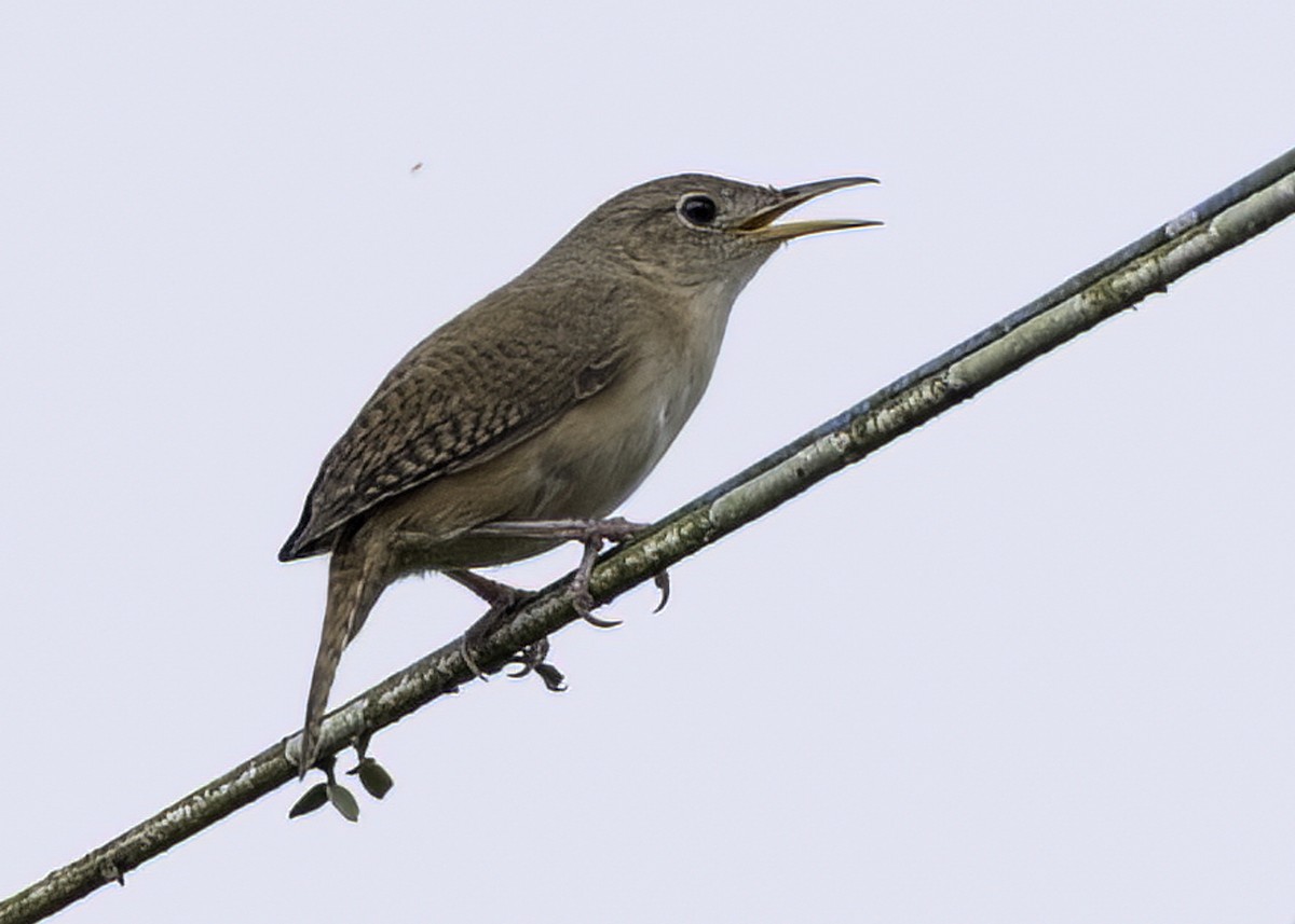 Southern House Wren - ML644782448