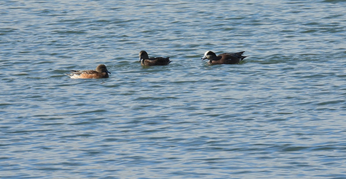 Свищ американський - ML644782449