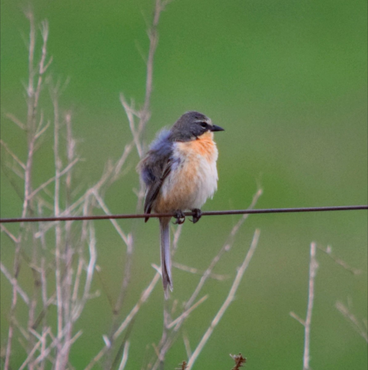 Шиферець довгохвостий - ML644782450