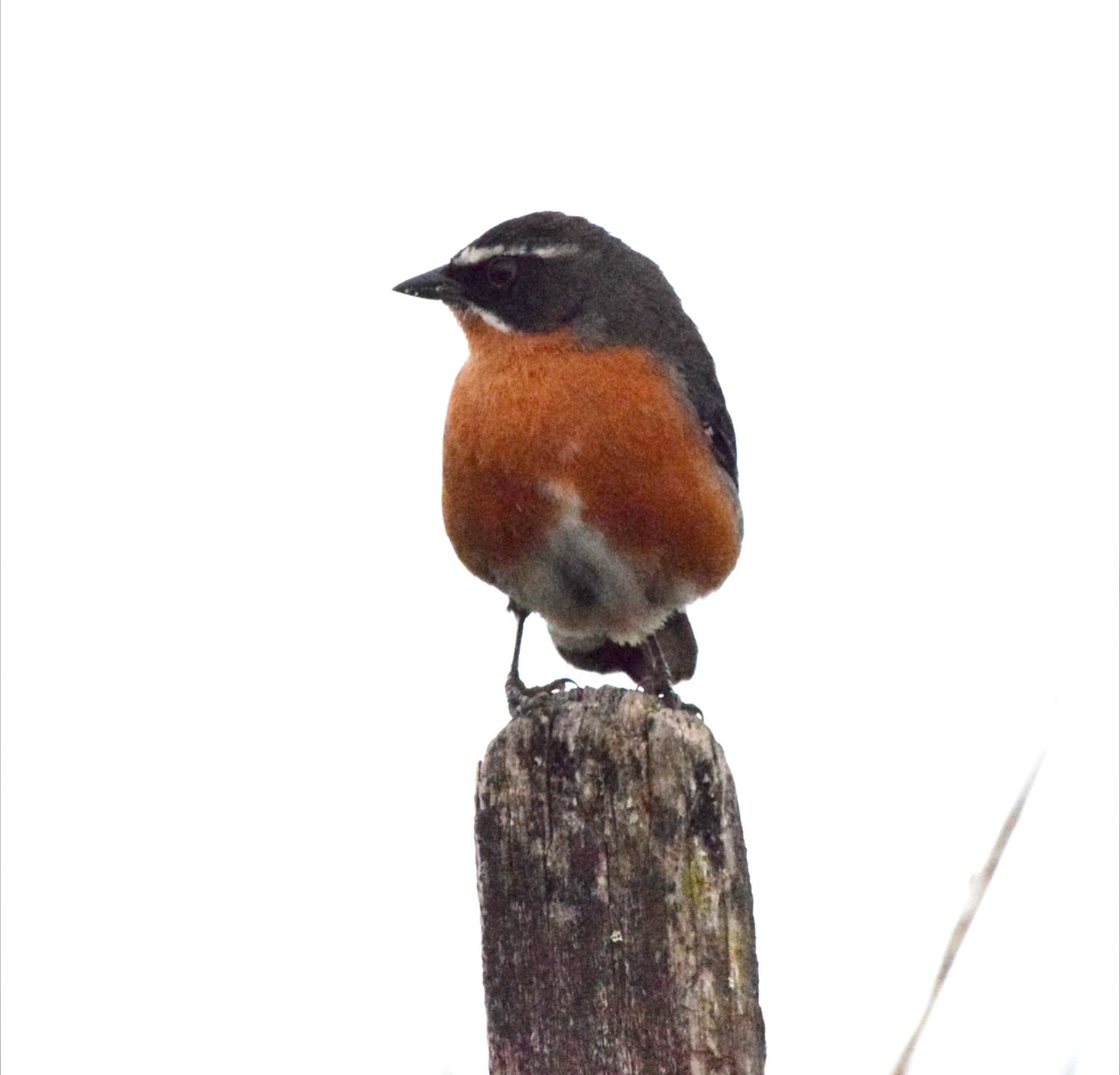 Свертушка біловуса - ML644782452