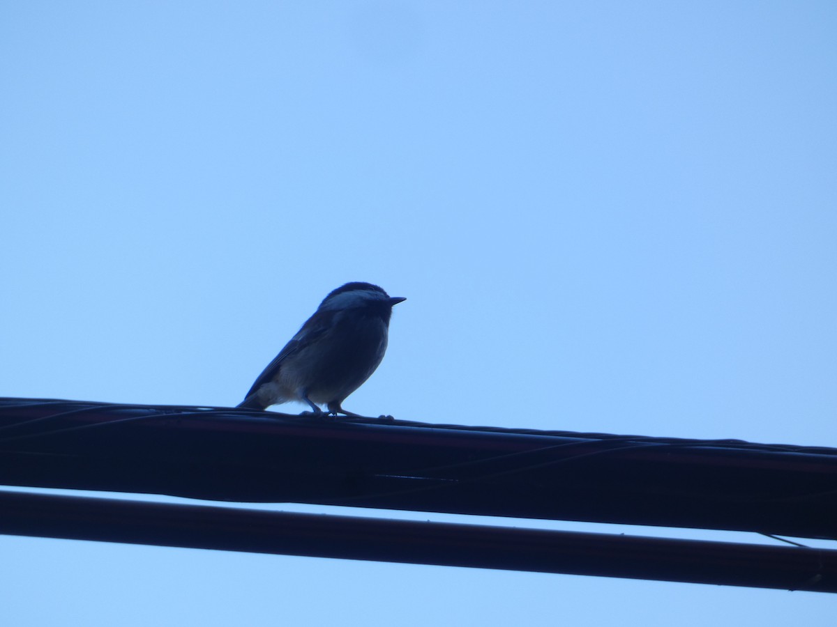 Гаїчка рудоспинна - ML644782453