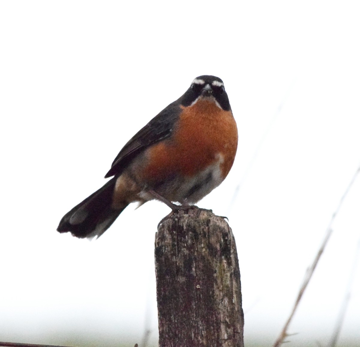 Свертушка біловуса - ML644782454