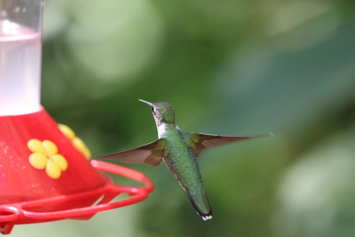 Амазилія юкатанська - ML644782455