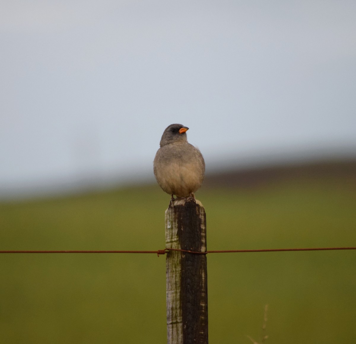 Пампасник великий - ML644782457