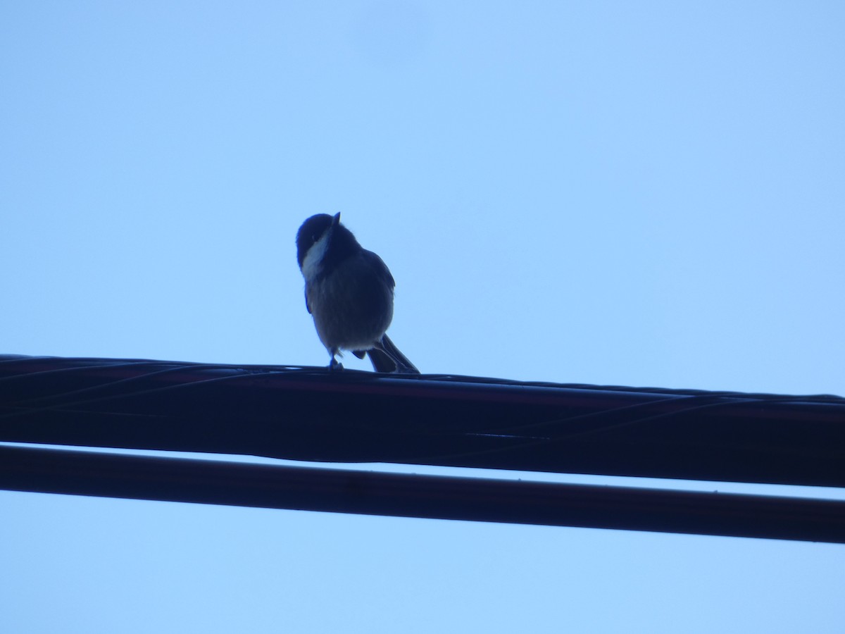 Mésange à dos marron - ML644782460