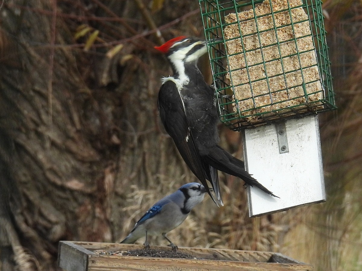 Жовна північна - ML644782461