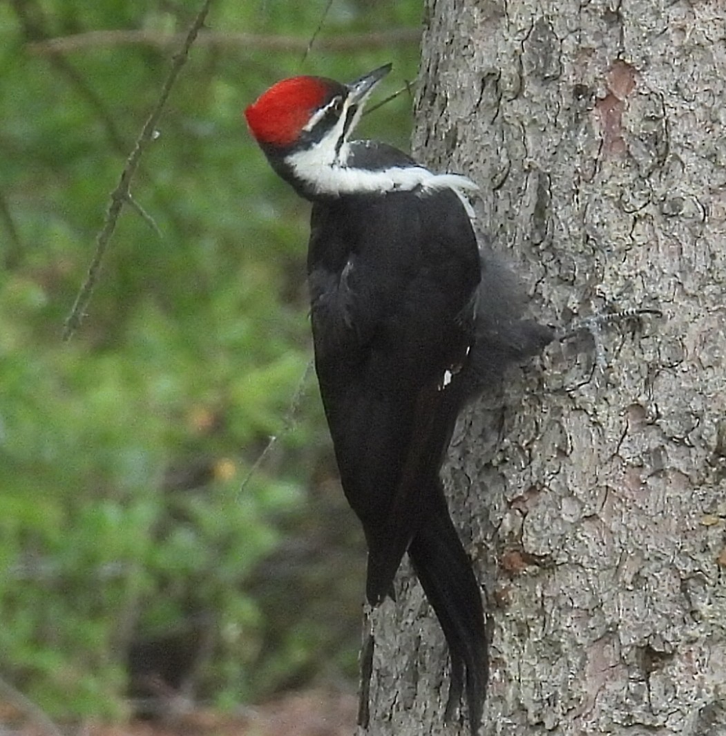 Жовна північна - ML644782462