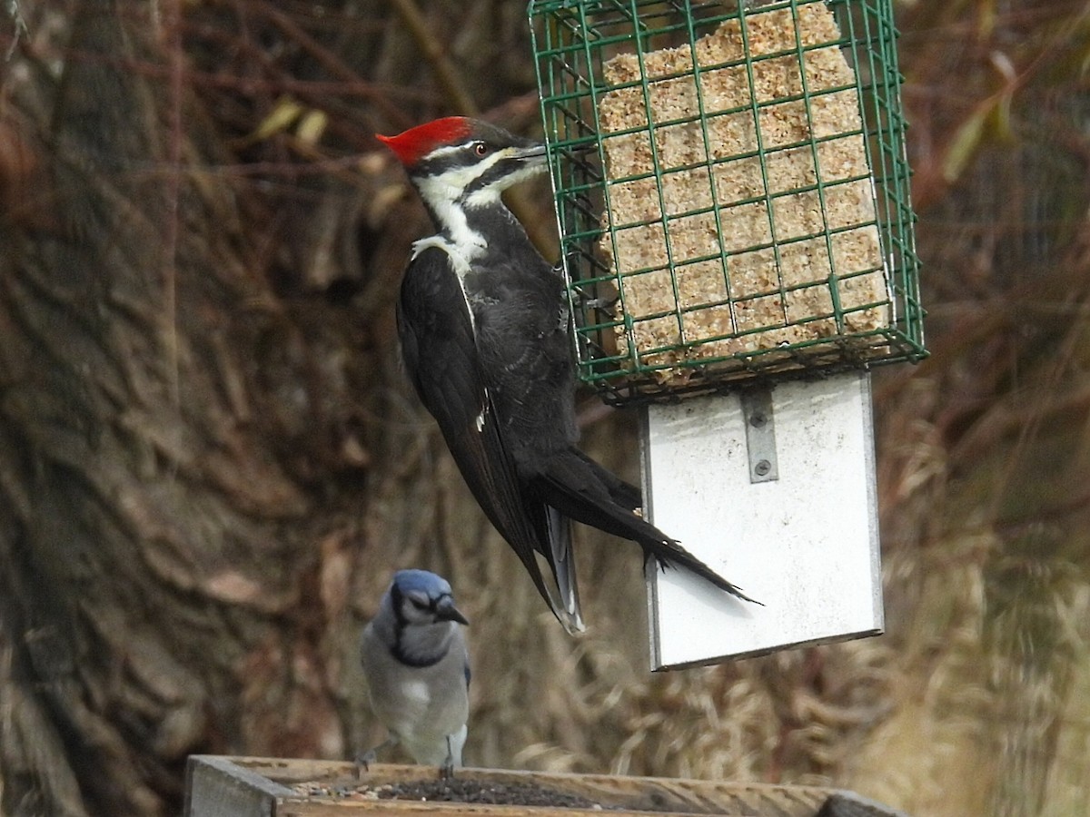 Жовна північна - ML644782463