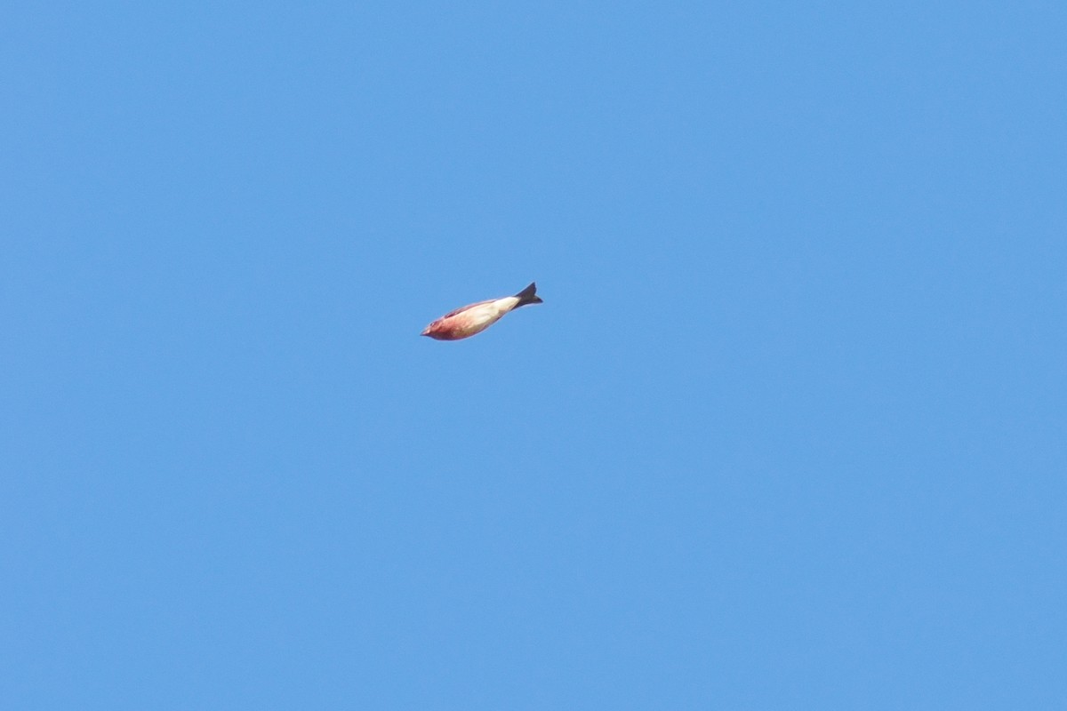 Purple Finch - ML644782464