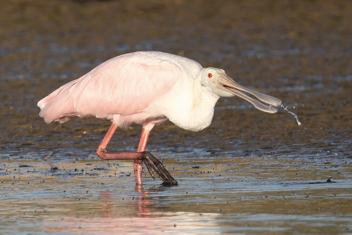 Rosalöffler - ML644782469