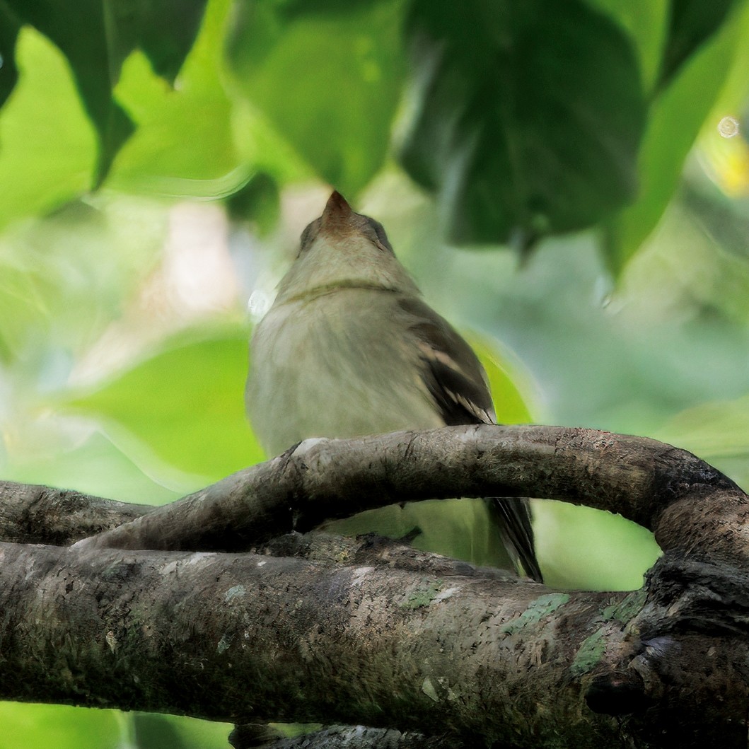 Піві-малюк оливковий - ML644782470