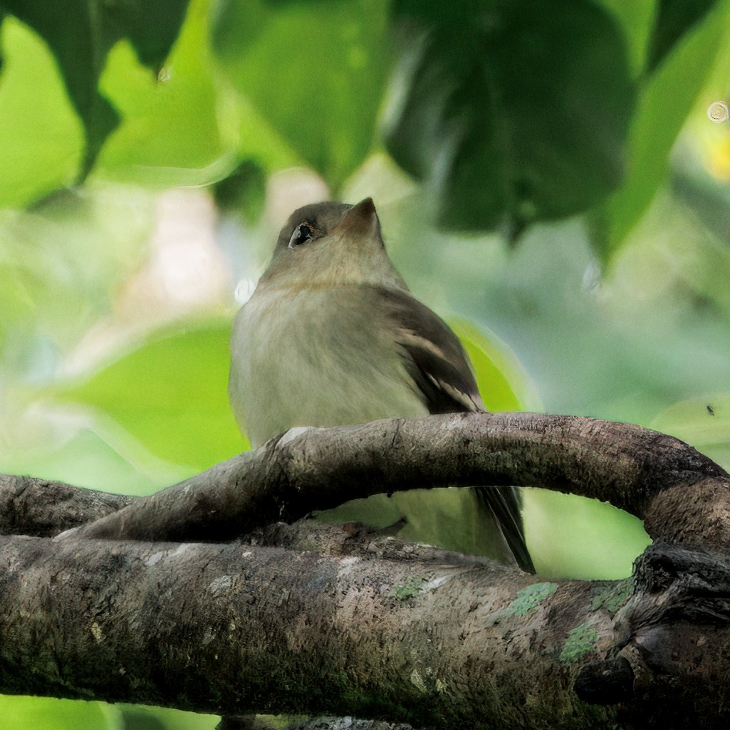 Піві-малюк оливковий - ML644782471