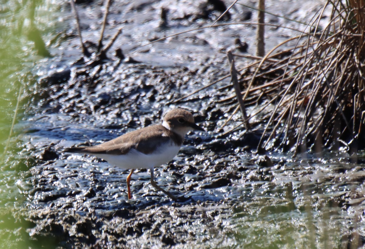 Little Ringed Plover - ML644782483