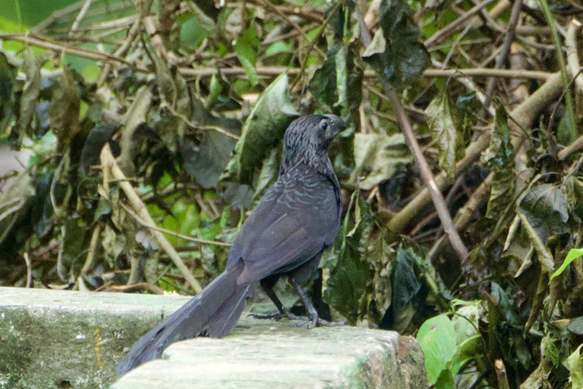 Düz Gagalı Ani - ML644782502