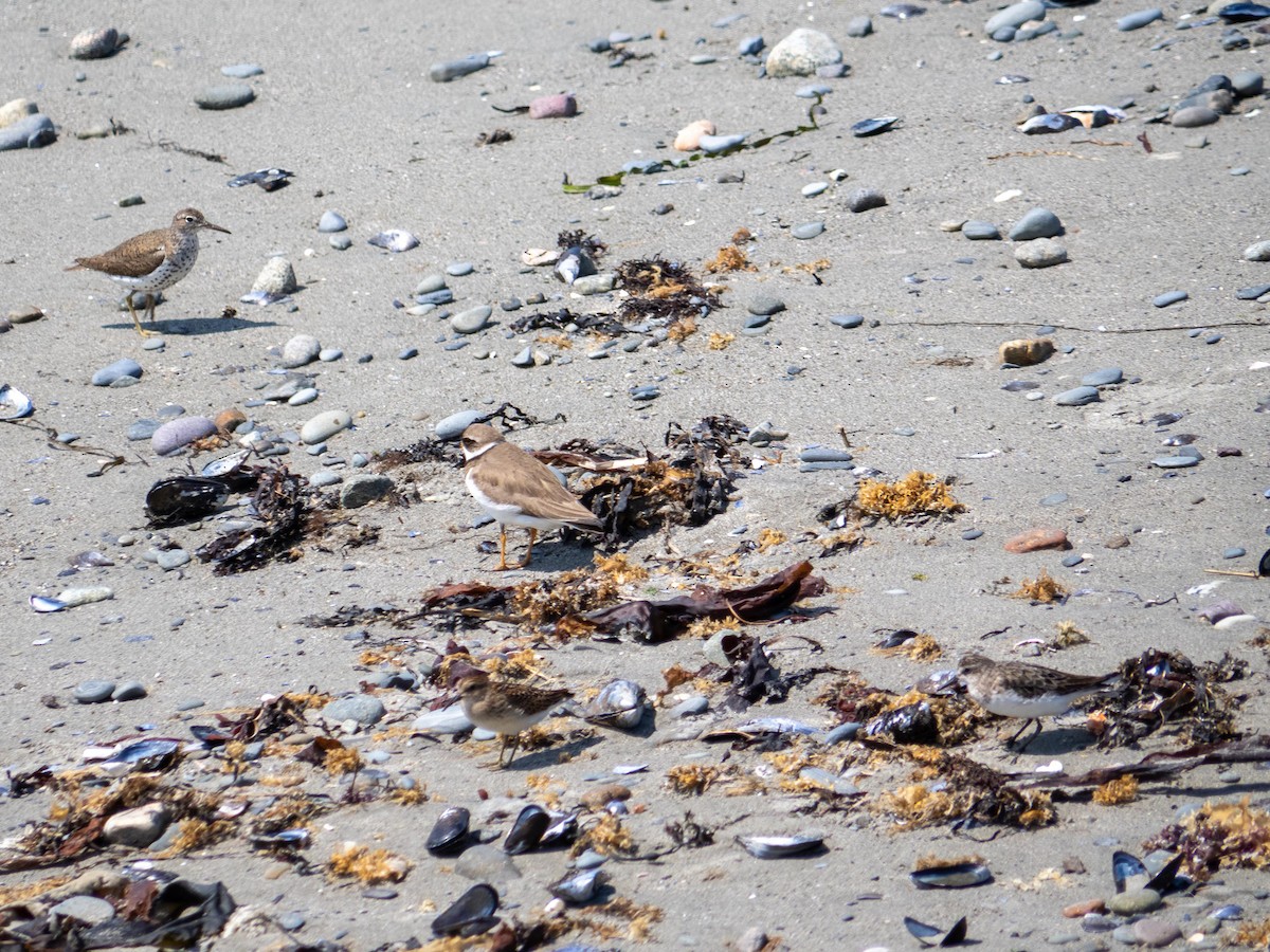 Semipalmated Plover - ML644782505