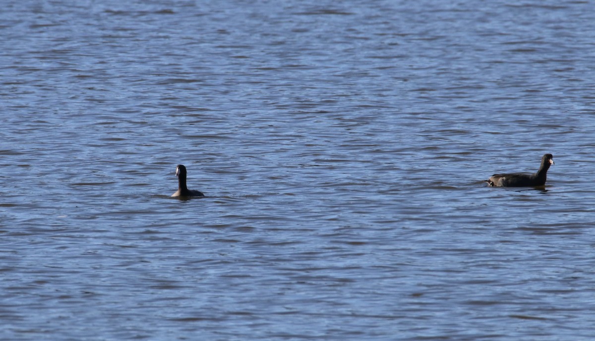 Focha Americana - ML644782509