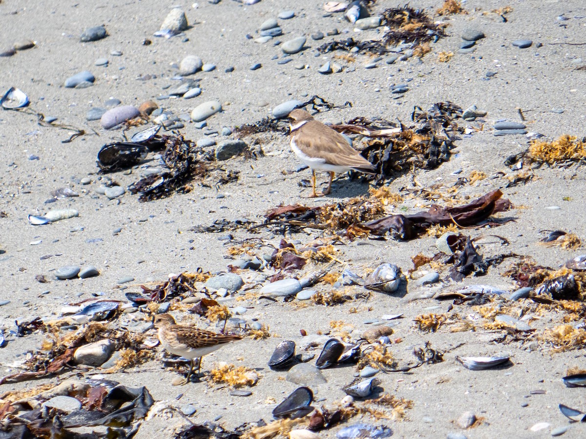 Semipalmated Plover - ML644782512
