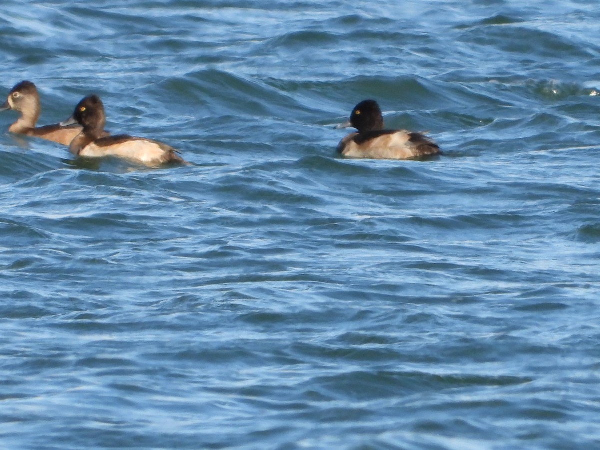 Ring-necked Duck - ML644782513