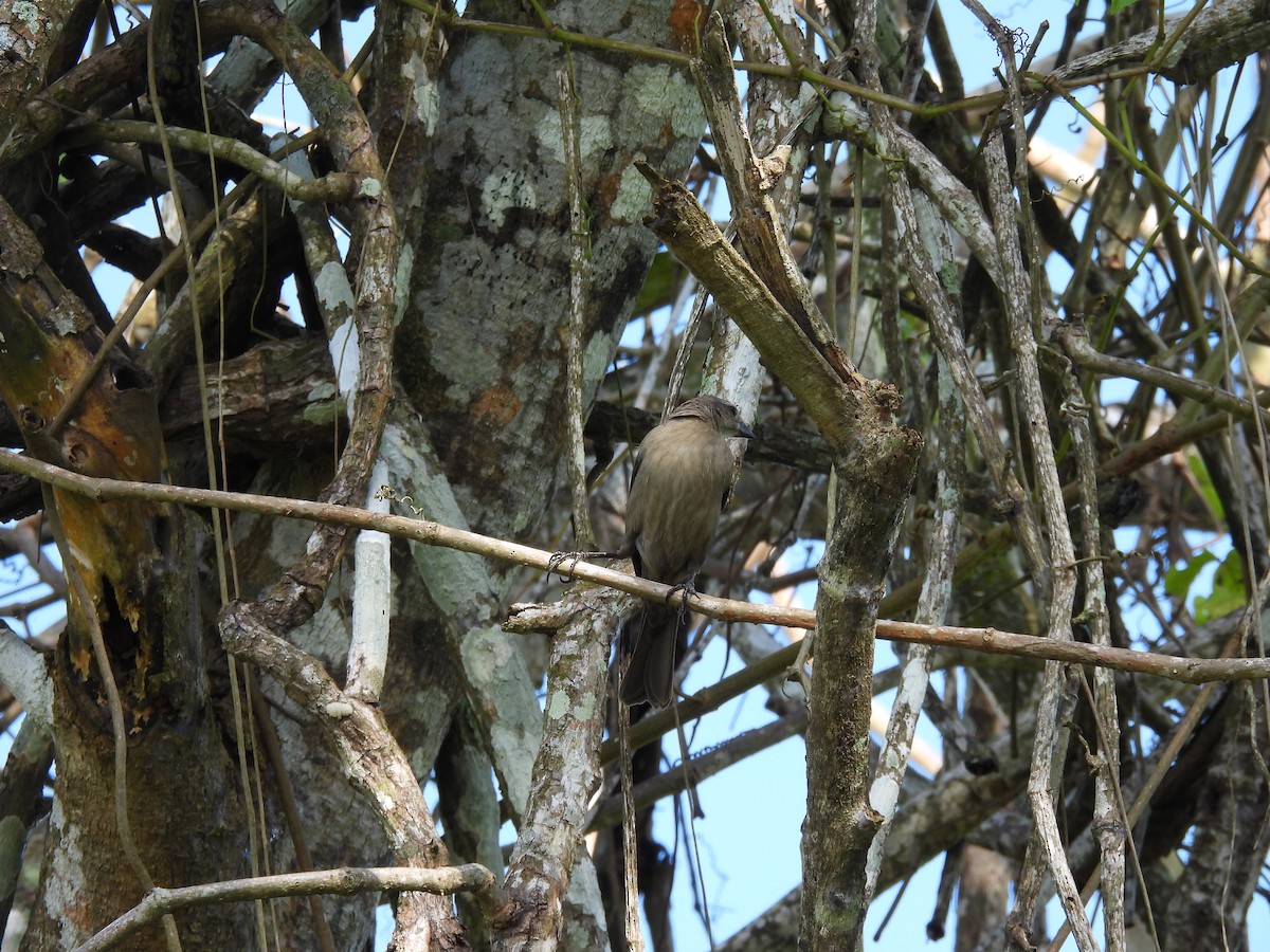 bronsetrupial - ML644782518