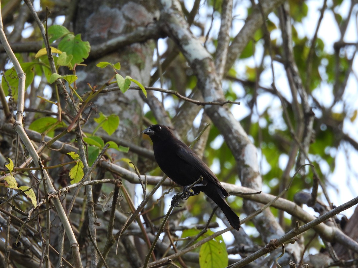 Красноглазый трупиал - ML644782519