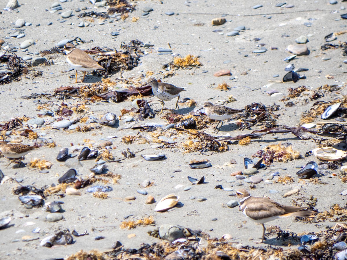 Semipalmated Plover - ML644782520
