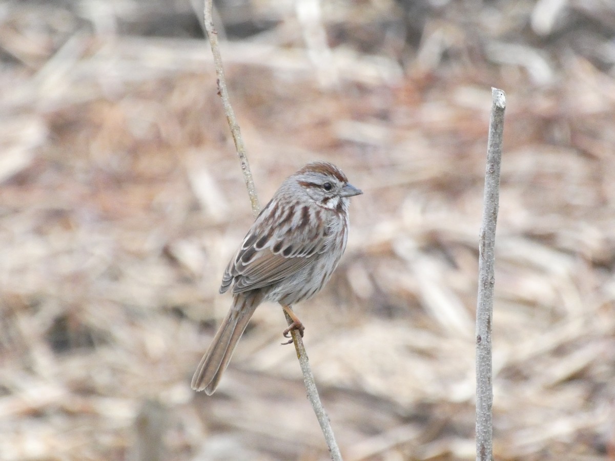 sangspurv (melodia/atlantica) - ML644782521