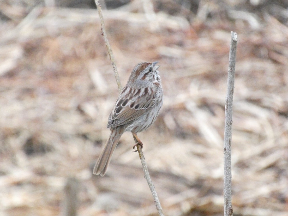 sangspurv (melodia/atlantica) - ML644782522