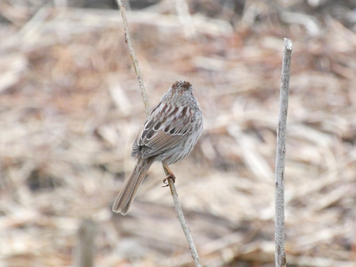 sangspurv (melodia/atlantica) - ML644782523