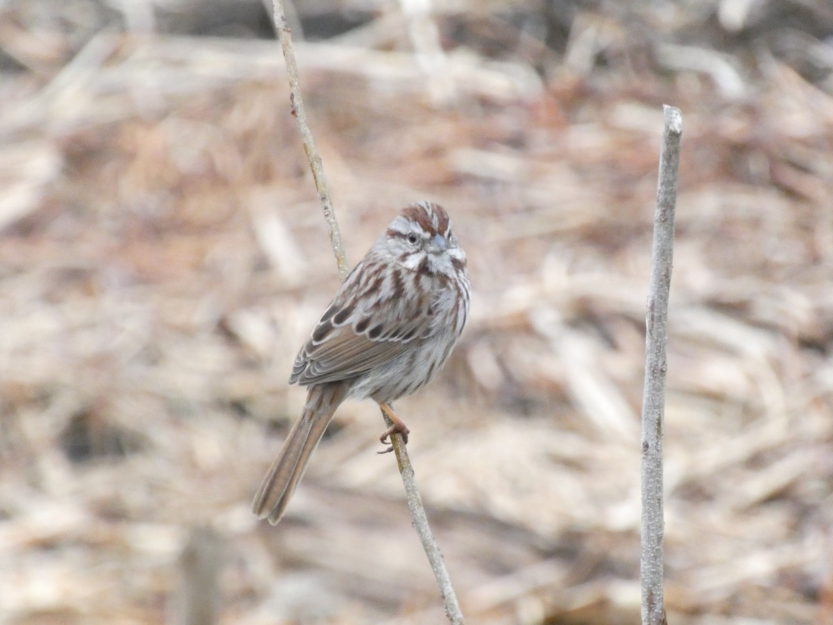 sangspurv (melodia/atlantica) - ML644782524