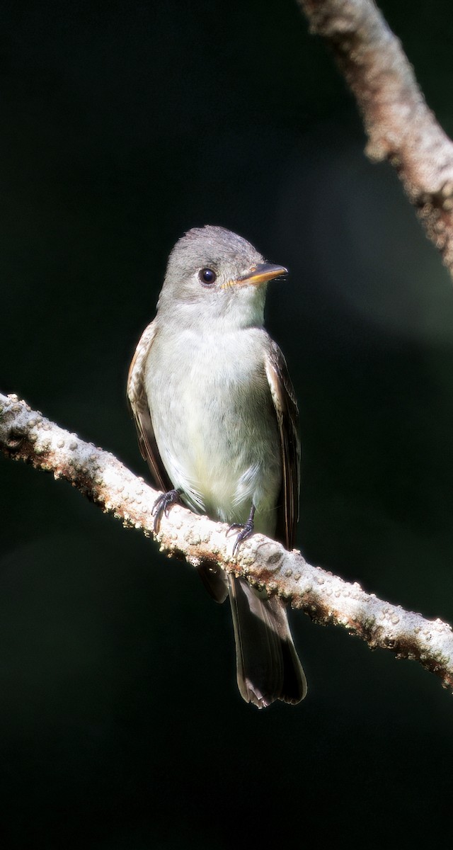 Eastern Wood-Pewee - ML644782525