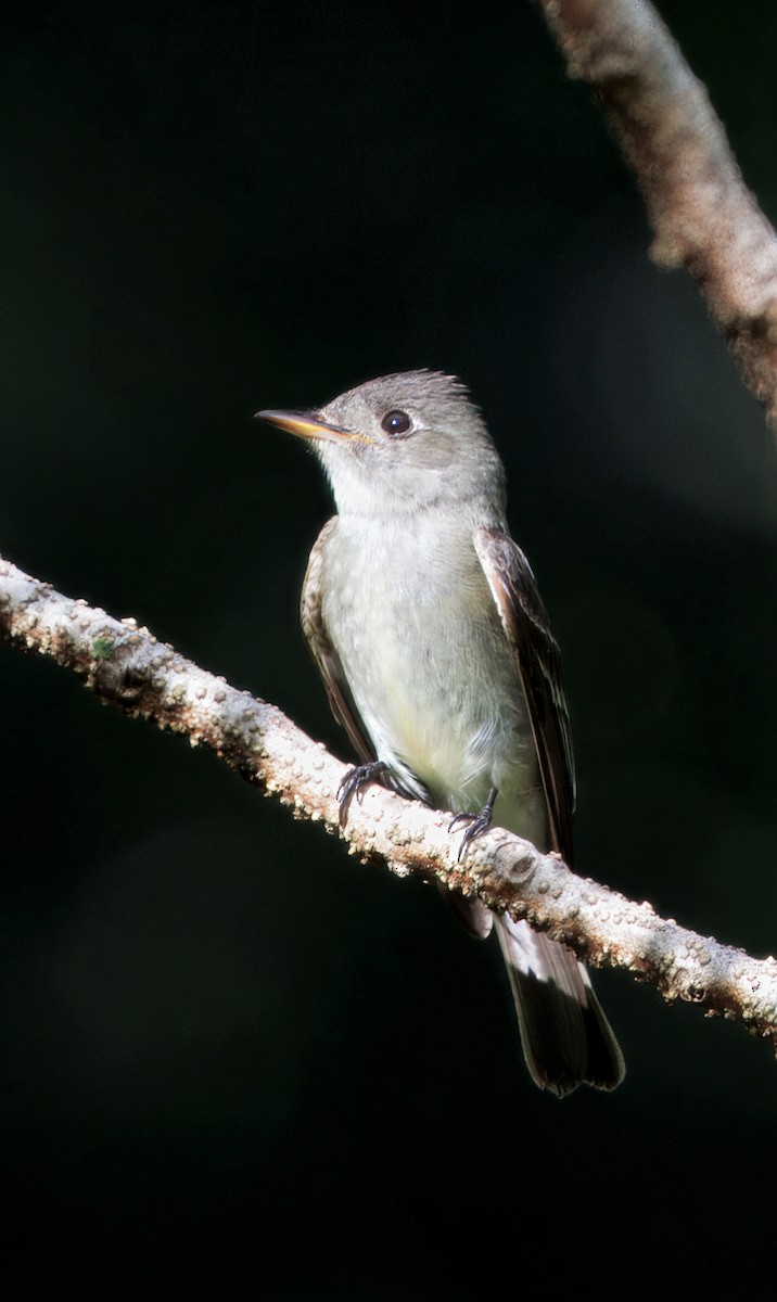 østpivi - ML644782526