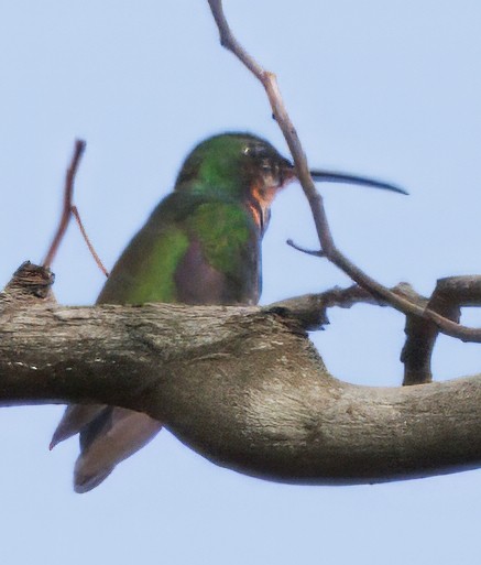 kullstrupemango - ML644782530