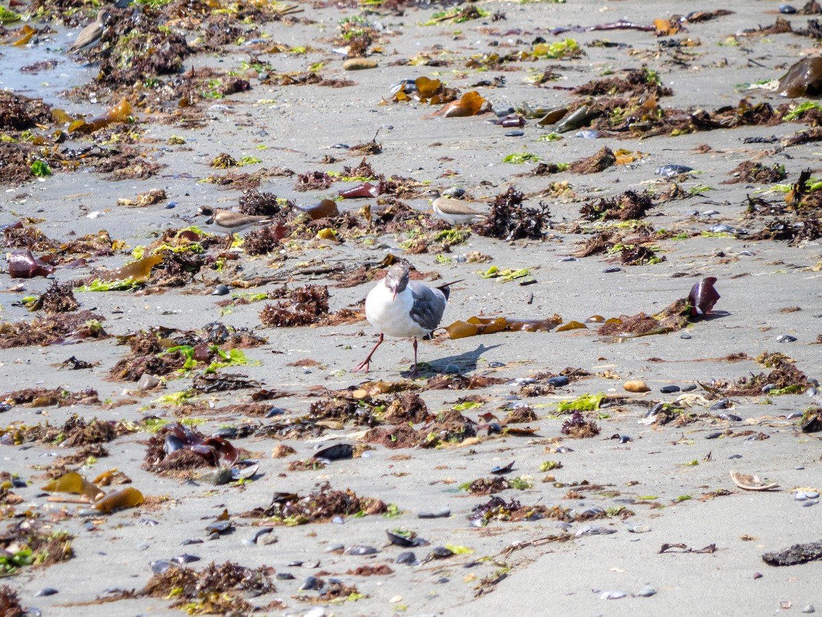 lattermåke - ML644782531