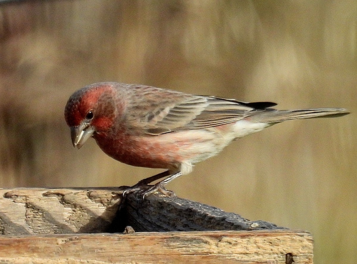 purpurfink - ML644782532