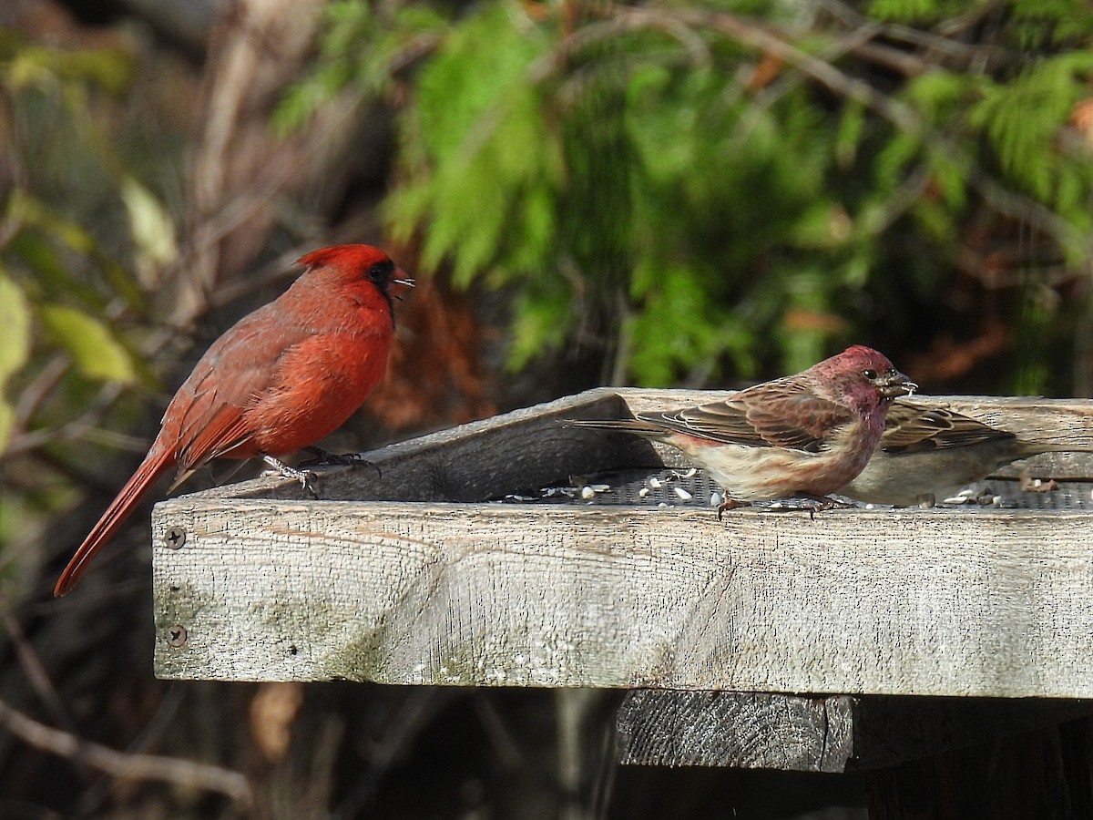 purpurfink - ML644782533