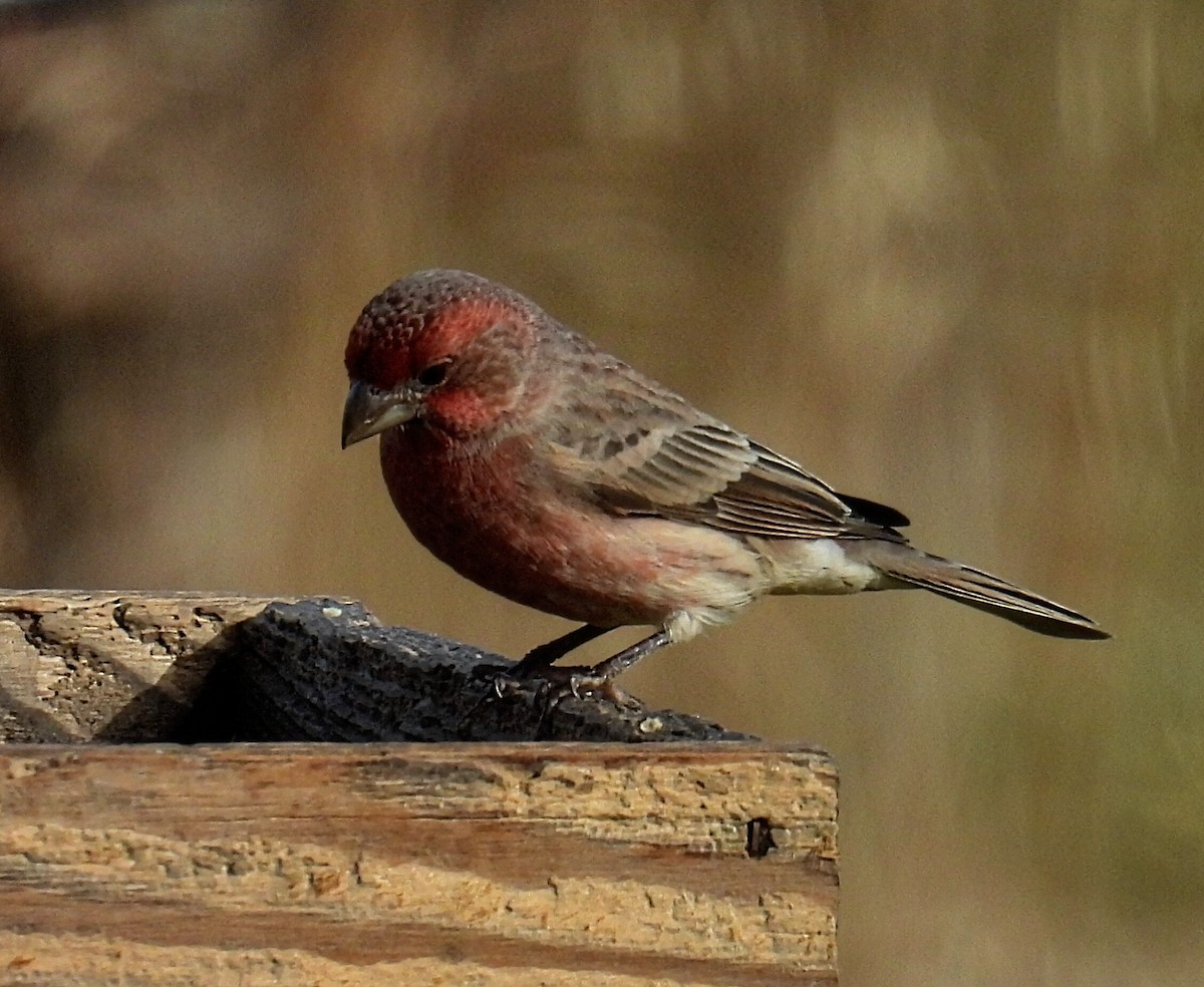 purpurfink - ML644782534