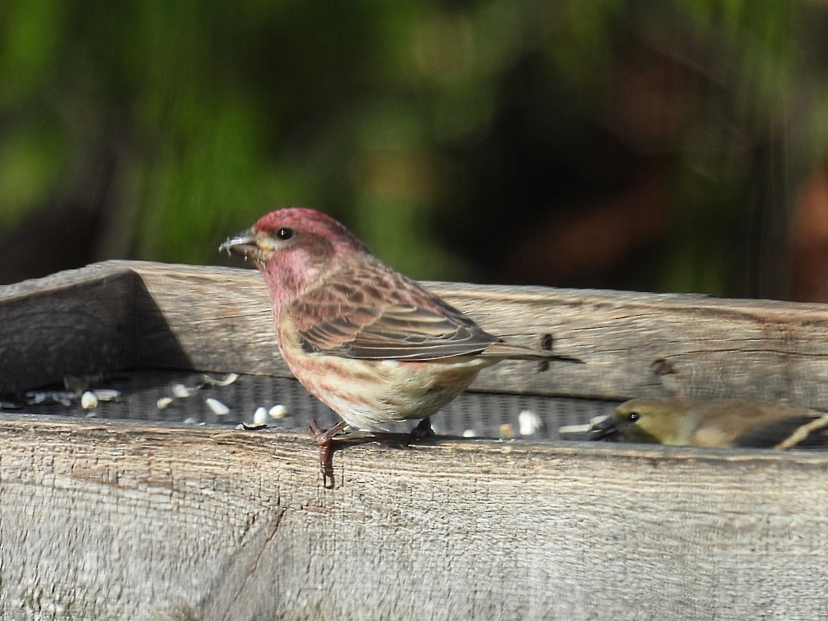 purpurfink - ML644782535