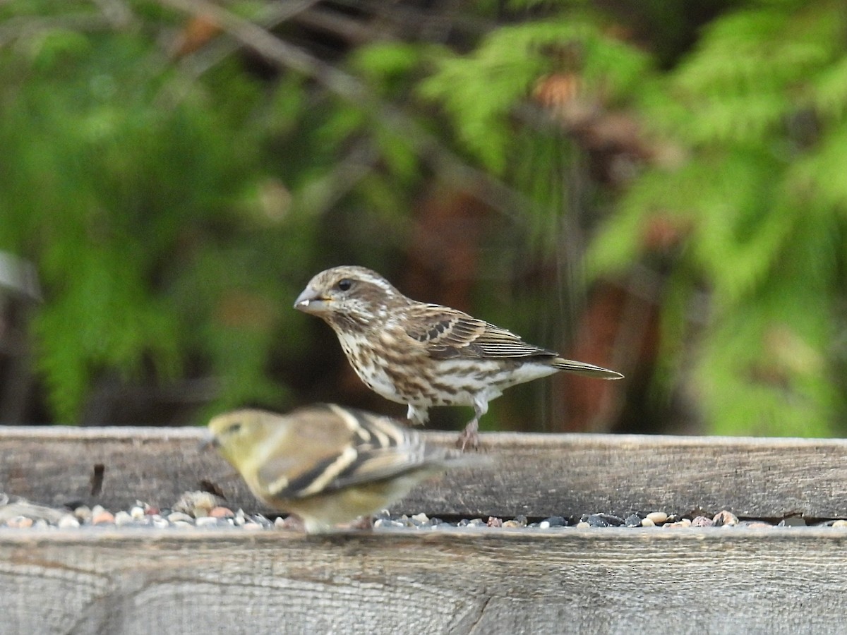 purpurfink - ML644782536